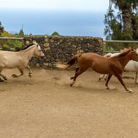 Riendas Vivas La Guancha Dış mekan fotoğraf